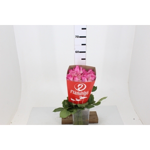 ROSA CANDY AVALANCHE 040 CM ESTUFA