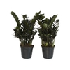 ZAMIOCULCAS BLACK DOWON P18