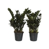 ZAMIOCULCAS BLACK DOWON P15