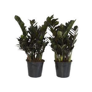 ZAMIOCULCAS BLACK DOWON P15