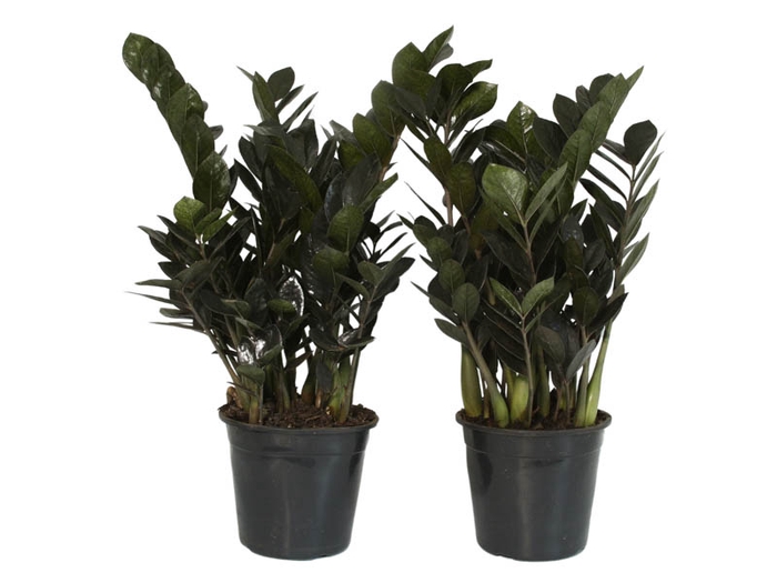 ZAMIOCULCAS BLACK DOWON P18