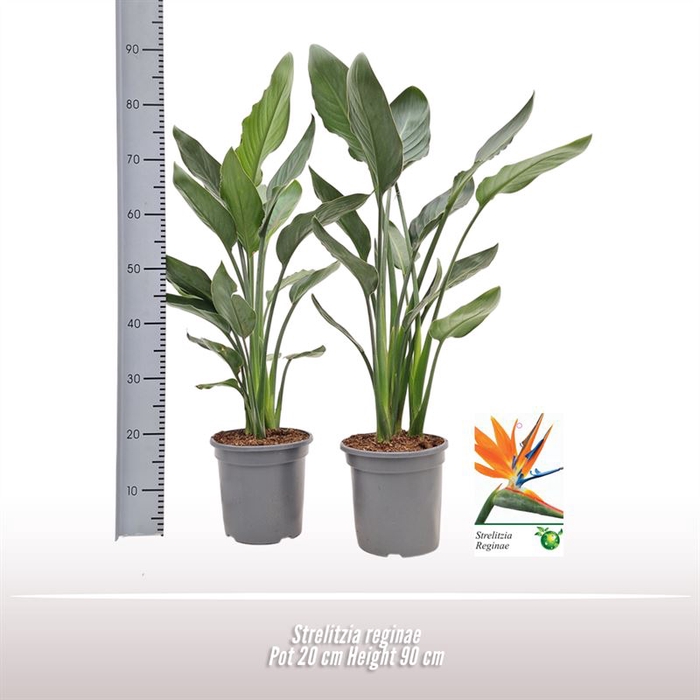 <h4>Strelitzia reginae</h4>