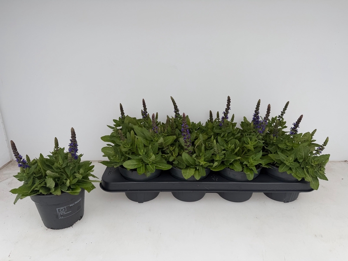 <h4>SALVIA NE SE DP BLUE</h4>