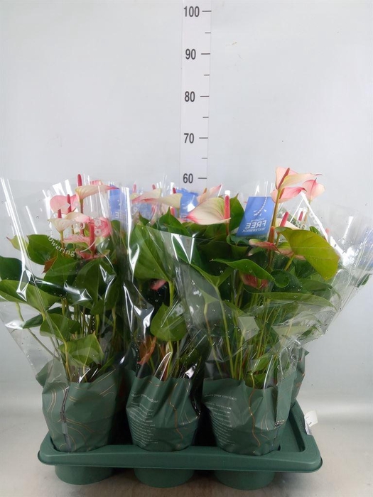 <h4>Anthurium  'Karma Hot Lips'</h4>