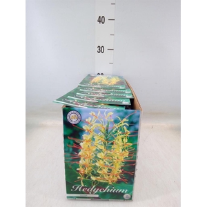 Flowerbulbs, corns or tubers   ...