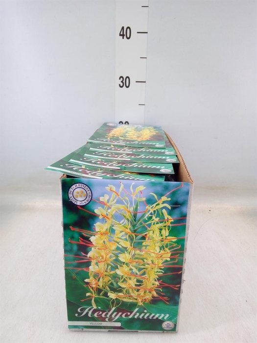 <h4>Flowerbulbs, corns or tubers   ...</h4>