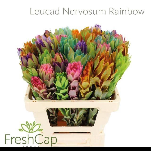<h4>LEUCAD NERVOSUM</h4>