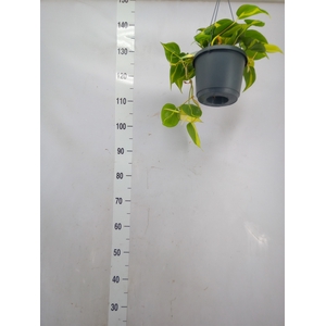 Philodendron scand. 'Brasil'