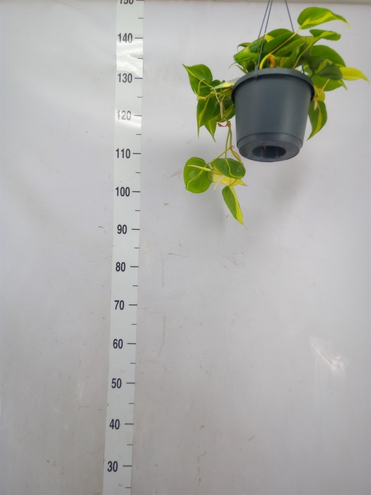 <h4>Philodendron scand. 'Brasil'</h4>