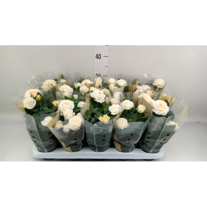 <h4>Rosa  'Belami Kordana'</h4>
