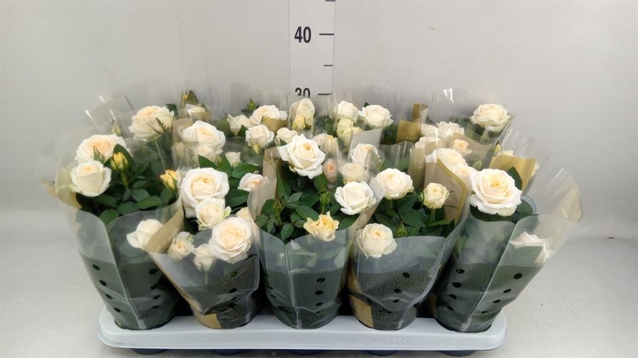 Rosa  'Belami Kordana'