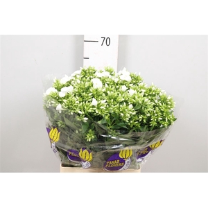 Phlox P Whitecap