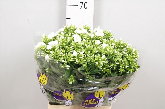 <h4>Phlox P Whitecap</h4>