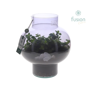Green Bottle Laura Medium Smoky glas met Peperomia