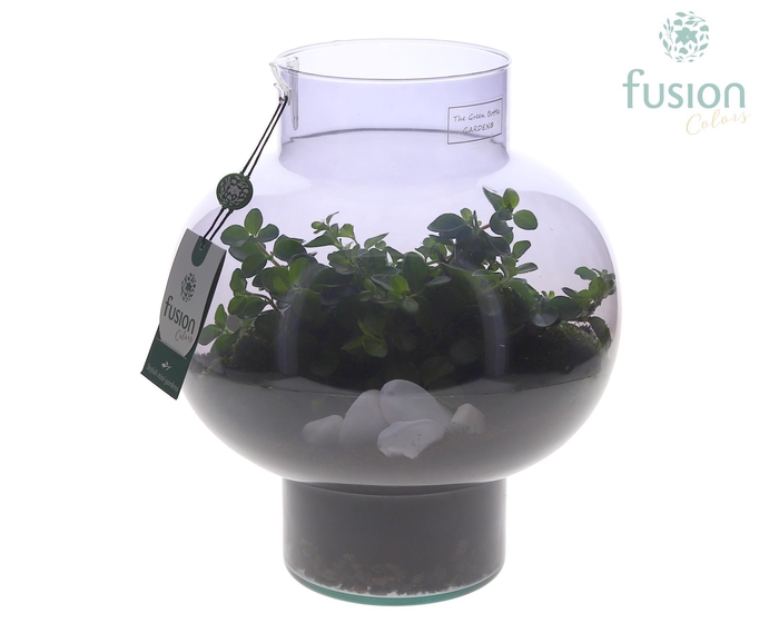 <h4>Green Bottle Laura Medium Smoky glas met Peperomia</h4>