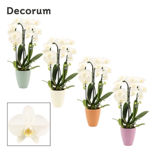 Phalaenopsis cascade 2 tak wit in Carly (Craft world-collection)