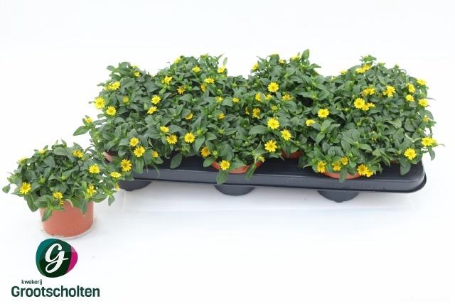 <h4>SANV PROCUMBENS</h4>