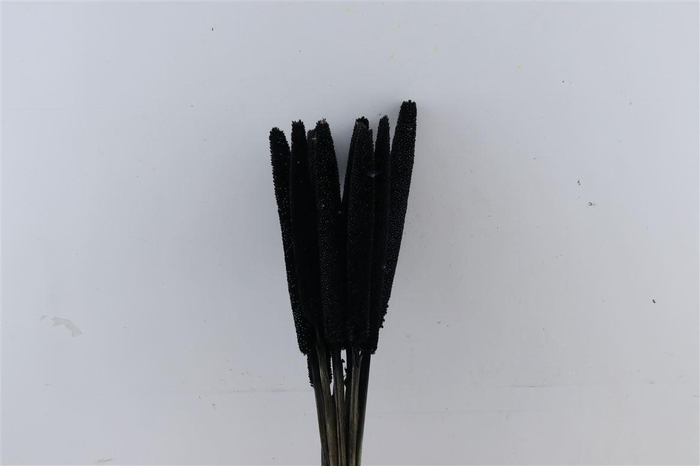 <h4>Dried Babala 10pc Black Bunch Slv</h4>