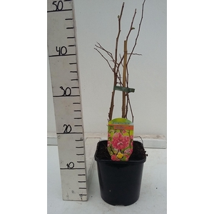 Chaenomeles x superba