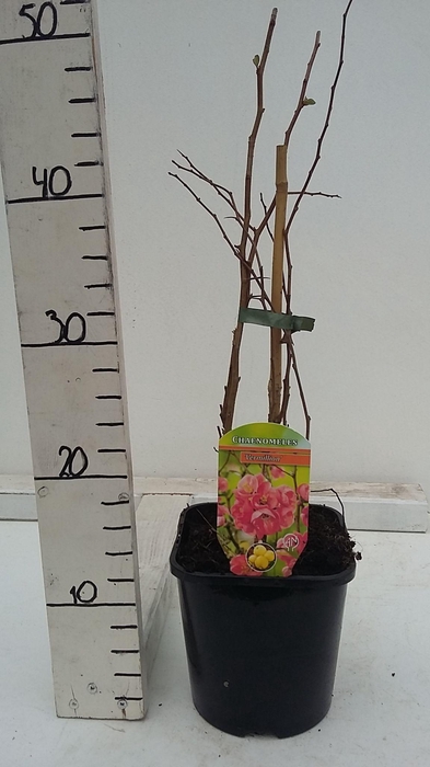 Chaenomeles x superba