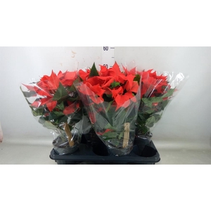 Euphorbia pulc.   ...