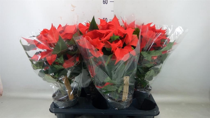 <h4>Euphorbia pulc. ...</h4>