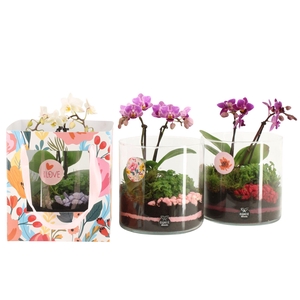 21878: Lovess arrangement