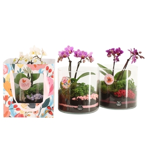 21878: Lovess arrangement