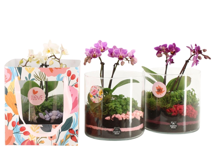 <h4>21878: Lovess arrangement</h4>