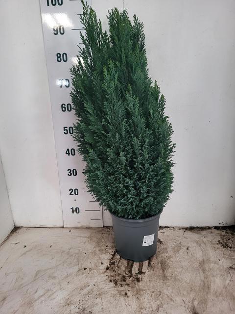 <h4>CHAM L ELLWOODII</h4>