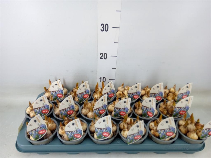 <h4>Muscari   ...</h4>