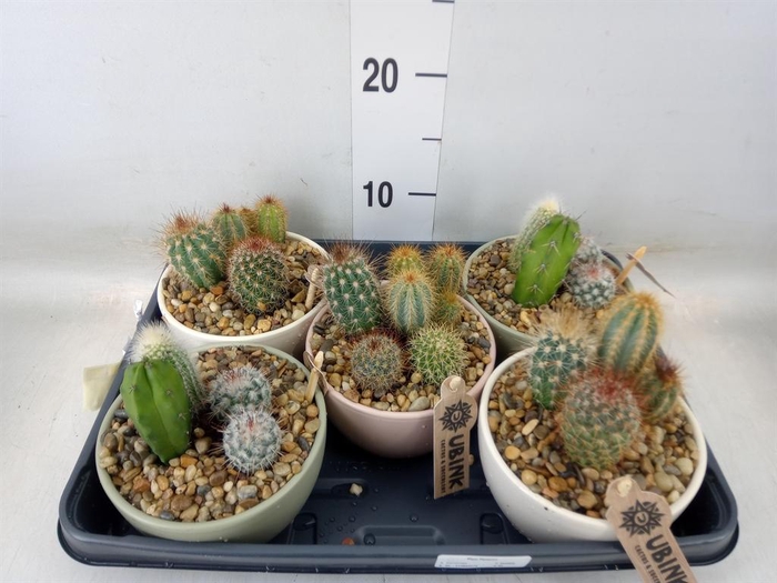 <h4>Arr.  Cactus L%</h4>