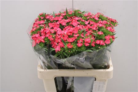 <h4>Dianthus Ba Aldo Coral</h4>