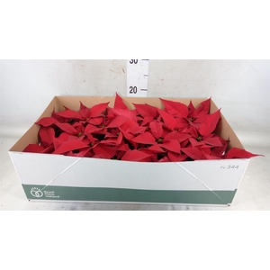 Euphorbia pulc. 'Christ Feel'