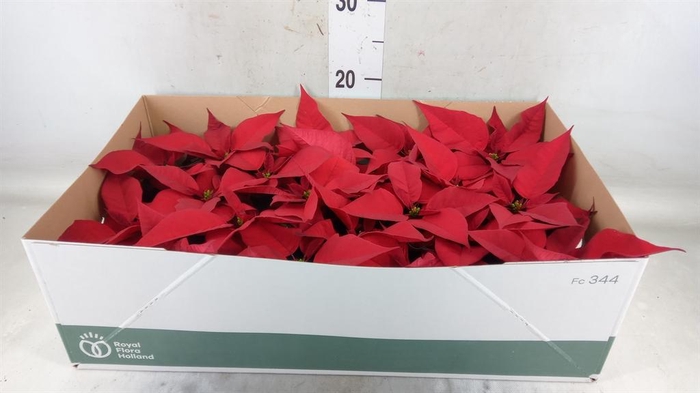 <h4>Euphorbia pulc. 'Christ Feel'</h4>