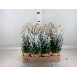 Chamaecyparis laws. 'Ellwoodii'