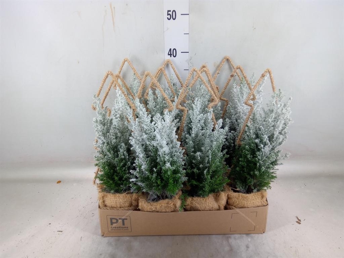 <h4>Chamaecyparis laws. 'Ellwoodii'</h4>