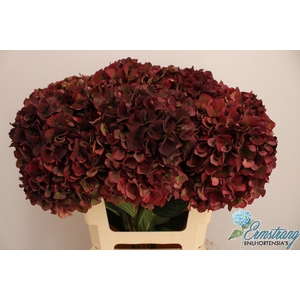 HYDR M MAG PI RUB CL