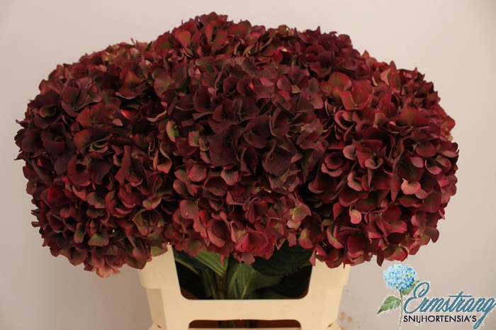 <h4>HYDR M MAG PI RUB CL</h4>