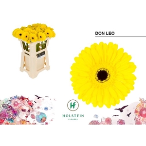 Gerbera Don Leo