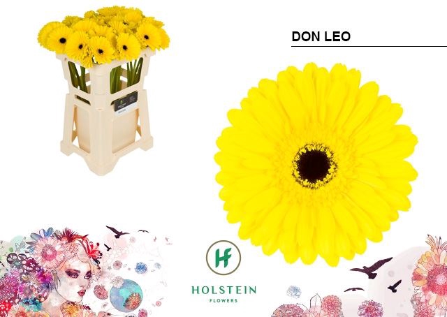 <h4>Gerbera Don Leo</h4>