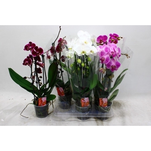 PHAL EL CASCADE