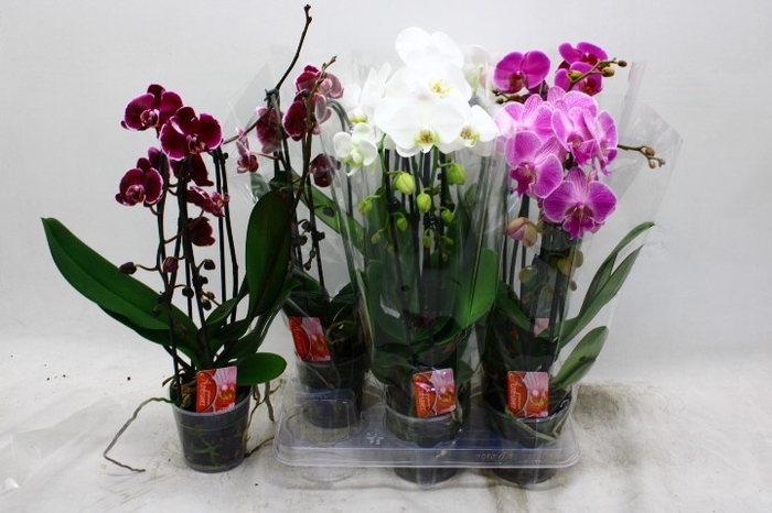 <h4>PHAL EL CASCADE</h4>