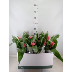 Aechmea fasciata 'Primera'