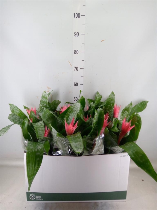 <h4>Aechmea fasciata 'Primera'</h4>