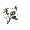 Eucalyptus Green