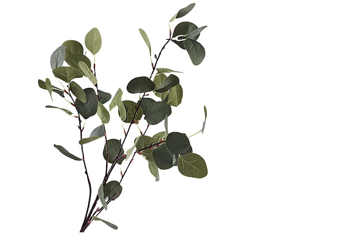 Eucalyptus Green