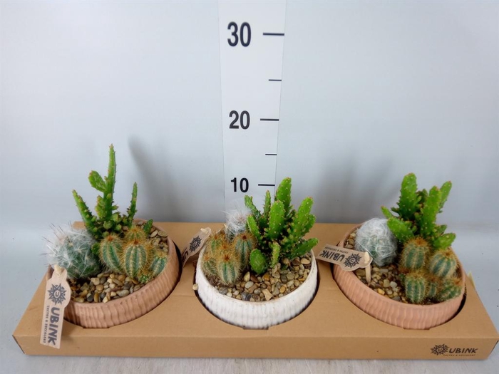 <h4>Arr.  Cactus L%</h4>