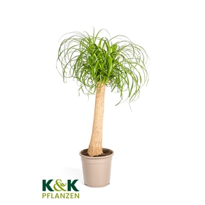 Beaucarnea Stamm T24