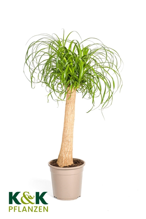 <h4>Beaucarnea Stamm T24</h4>